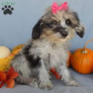 Princess- micro mini, Mini Goldendoodle Puppy